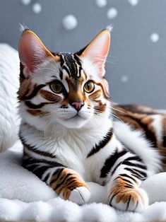 a cat that is laying down on a blanket looking at the camera with an intense look