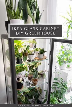 a glass cabinet filled with potted plants in front of a window and text overlay that reads ikea glass cabinet diy greenhouse