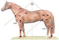 a brown horse standing on top of a grass covered field next to a line of numbers