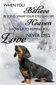 a black and brown dachshund sitting in the snow with a quote above it