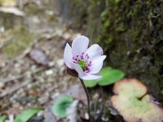 a small white flower sitting on the ground next to a mossy tree trunk and green leaves