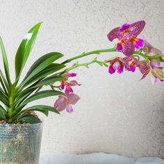 a potted plant with pink and purple orchids in it sitting on a table