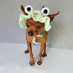 a small dog wearing a knitted hat with googly eyes on it's head