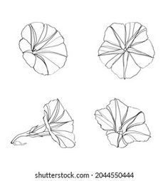 four different types of leaves drawn in pencil on white paper, each with an individual's own image