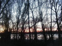 the sun is setting behind some trees by the water's edge with no leaves on them