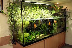 an aquarium with plants growing inside of it