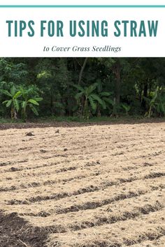 Tips for Using Straw to Cover Grass Seedlings