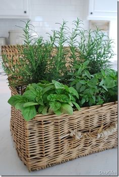 a basket filled with lots of green plants