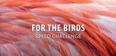 the words for the birds speed challenge are in white and orange feathers