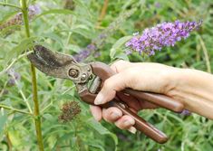 a person holding a pair of scissors in their hand with purple flowers in the background