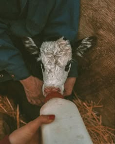 Bottle feeding 🖤 #ranchlife #ranch #cattleranch #western #farmer #calvingseason #westernart #photography #westernartphotography #saskatchewan #prairie #blackangus #farmlife Bottle Feeding Calves, Ranch Family Aesthetic, Ranch Wife Aesthetic, Farm Astethic, Farmlife Aesthetic, Ranch Life Aesthetic