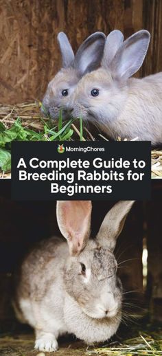 two rabbits sitting next to each other with the caption'a complete guide to breeding rabbits for beginners '