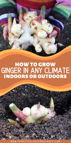 how to grow ginger in any climate indoors or outdoors