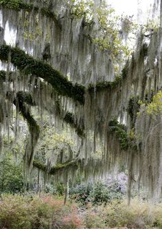 the mossy trees are hanging down from the ceiling in this forest scene with pink and purple flowers