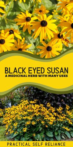 black eyed susan flowers growing in herb garden Medicinal Herbs Remedies, Medicinal Wild Plants, Medicinal Weeds, Herbal Medicine Recipes, Herbal Remedies Recipes, Perennial Flower, Medical Herbs, Edible Wild Plants