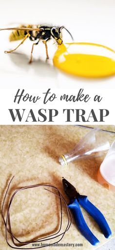 how to make a wasp trap with an egg in the background and a photo of a fly