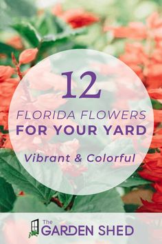 red flowers with the words 12 florida flowers for your yard vibrant and colorful in purple