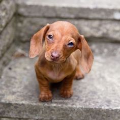 a small brown dog sitting on top of cement steps looking at the camera with blue eyes