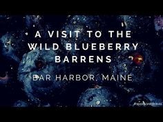 blueberries with the words, visit to the wild blueberry barren bar harbor maine