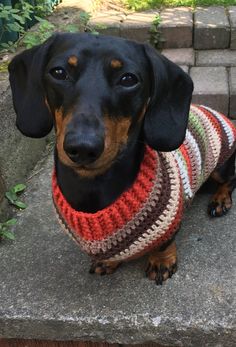 a black and brown dog wearing a multicolored knitted sweater sitting on steps