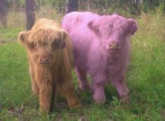 two brown cows standing next to each other on a lush green field