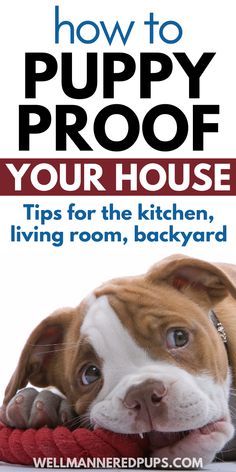 a brown and white dog laying on top of a red pillow with the title how to puppy proof your house tips for the kitchen, living room, backyard