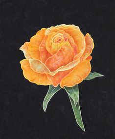 an orange rose with green leaves on a black background, painted in pastel pencil and watercolor