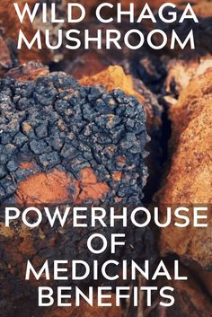 Wild Chaga Mushroom: Powerhouse Of Medicinal Benefits Benefits Of Chaga Mushroom, Chaste Tree Berry Benefits, Medicinal Mushrooms Benefits Of, Chaga Recipes, Healing Mushrooms, Mushroom Medicine, Chaga Benefits, Mushrooms Benefits, Chaga Mushroom Benefits