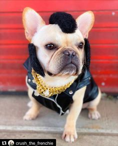 a small dog wearing a black jacket and gold chain around it's neck, sitting in front of a red door