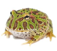 a green and brown frog sitting on top of a white surface