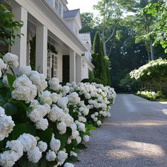 white flowers line the side of a house