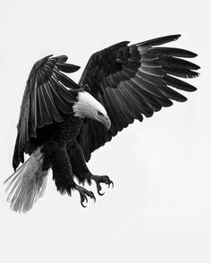 black and white photograph of an eagle flying in the sky with its wings spread out