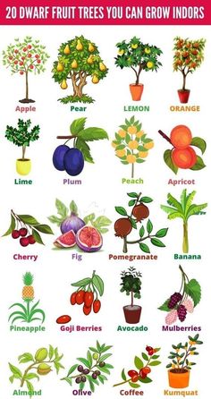 an illustrated poster showing different types of fruit trees and how to grow them in pots