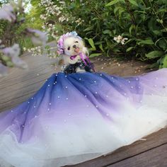 a dog dressed up in a blue and white dress sitting on a wooden deck next to bushes