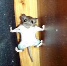 a mouse standing on its hind legs in front of a door