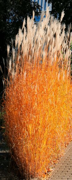 flame grass Cotton Candy Grass, Pink Pampas Grass, Flower Tower, Low Maintenance Garden, Ltd Commodities, Unique Plants