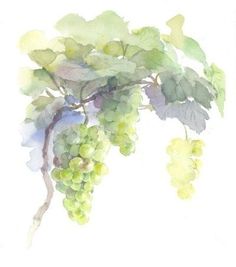 a watercolor painting of green grapes hanging from a vine