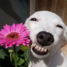 a white dog holding a pink flower in it's mouth and smiling at the camera