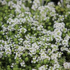 small white flowers are growing in the grass