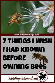 a bee flying towards a flower with the words 7 things i wish i had known before owning bees