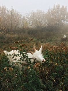 an animal that is laying down in the grass with horns on it's head