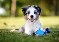 a dog laying in the grass with a toy