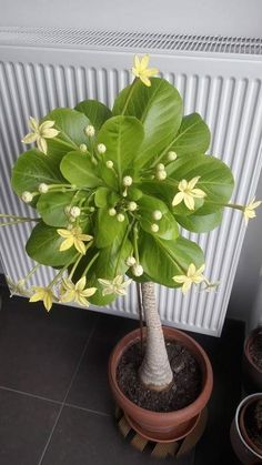 a potted plant with yellow flowers and green leaves in front of a radiator