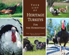 the cover of your list of heritage turkeys for the homestead, with pictures of chickens and turkeys