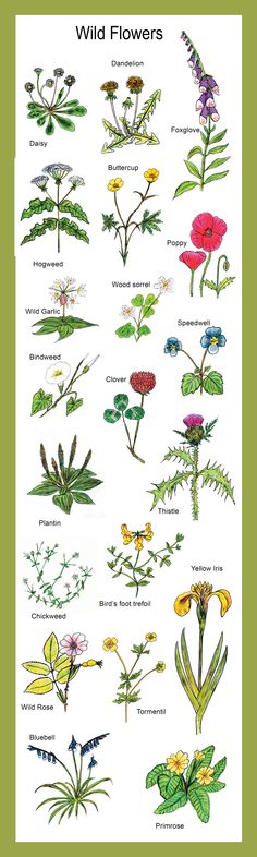 the wild flowers are shown in this poster, which includes different types of plants and their names