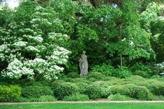 a statue in the middle of a garden surrounded by bushes and trees with white flowers