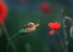 two red flowers and one green flower with water droplets on it's petals are in the foreground