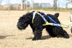 a small black dog pulling a wagon behind it