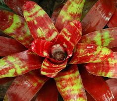 a red and yellow plant with green leaves