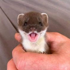 a small brown and white ferret in someone's hand with it's mouth open